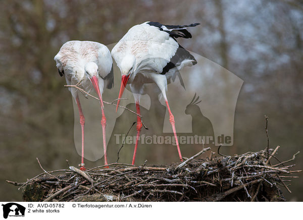 2 Weistrche / 2 white storks / AVD-05782