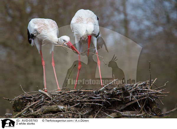 2 Weistrche / 2 white storks / AVD-05783