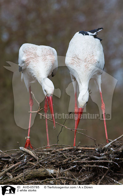 2 Weistrche / 2 white storks / AVD-05785