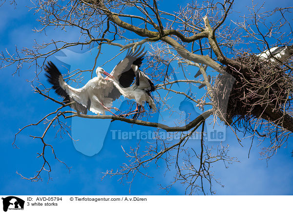 3 Weistrche / 3 white storks / AVD-05794