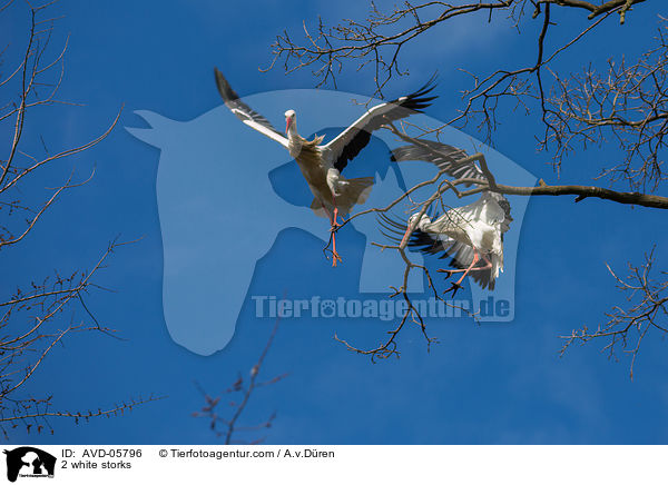 2 Weistrche / 2 white storks / AVD-05796