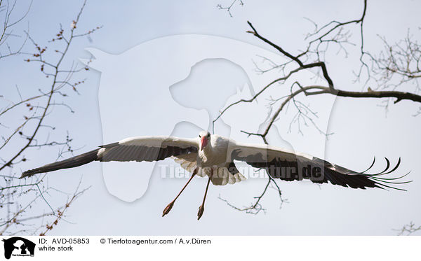 Weistorch / white stork / AVD-05853