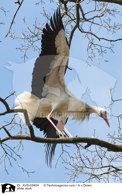 Weistorch / white stork / AVD-05854