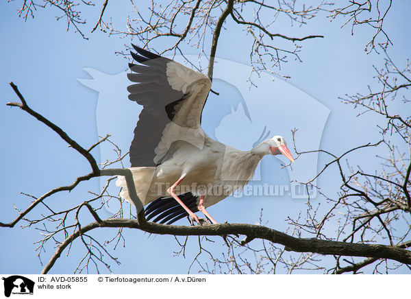 Weistorch / white stork / AVD-05855