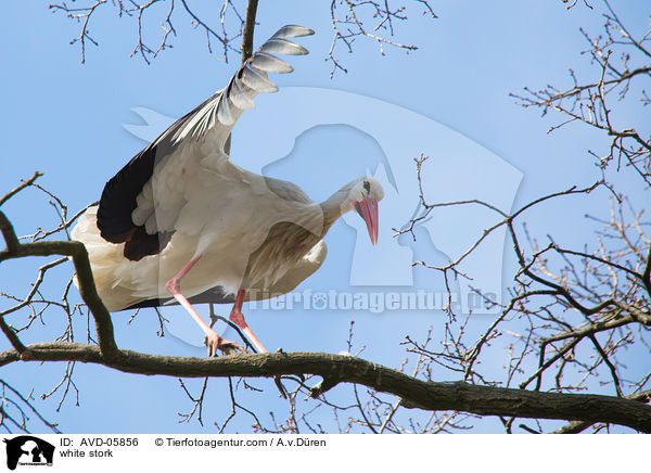 Weistorch / white stork / AVD-05856