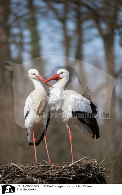2 Weistrche / 2 white storks / AVD-05865