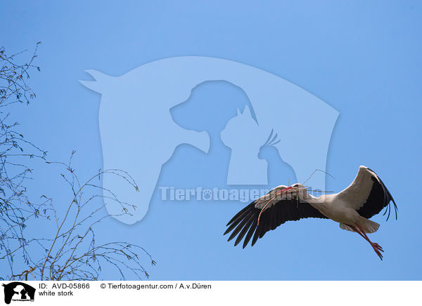 Weistorch / white stork / AVD-05866