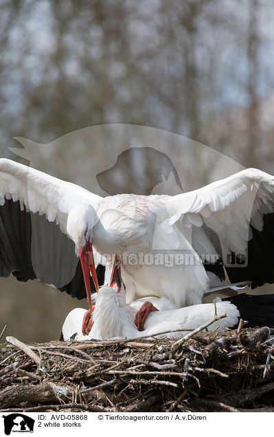 2 Weistrche / 2 white storks / AVD-05868