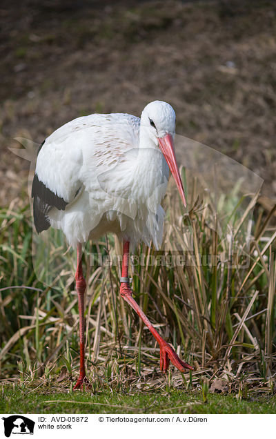Weistorch / white stork / AVD-05872