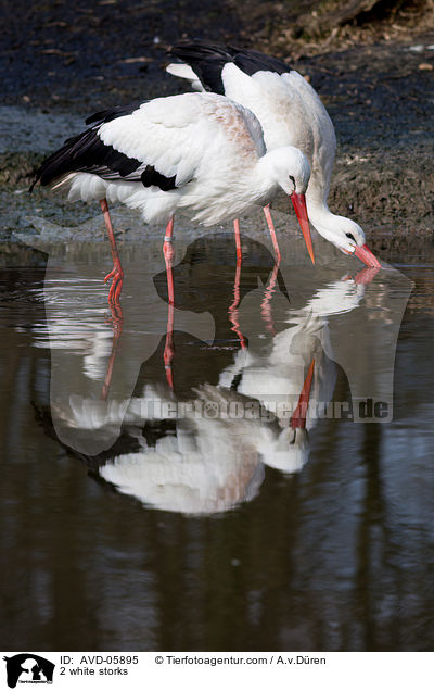 2 Weistrche / 2 white storks / AVD-05895