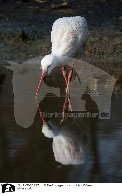 Weistorch / white stork / AVD-05897