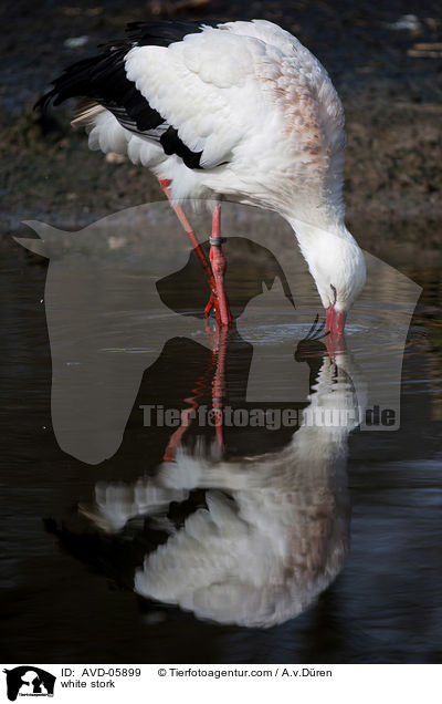 white stork / AVD-05899