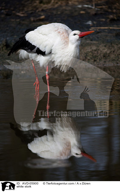 Weistorch / white stork / AVD-05900