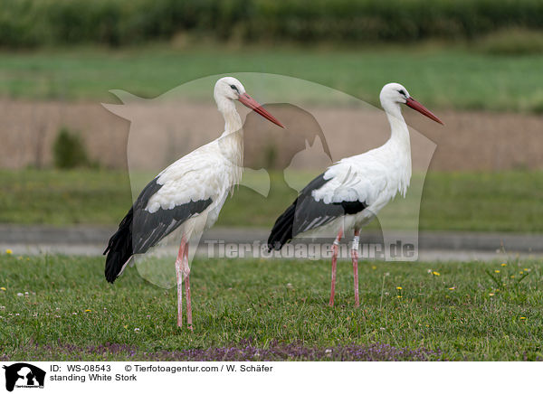 stehende Weistorch / standing White Stork / WS-08543