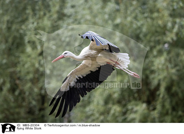 fliegender Weistorch / flying White Stork / MBS-20304