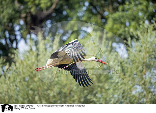 fliegender Weistorch / flying White Stork / MBS-20309