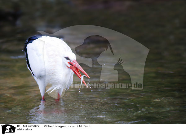 white stork / MAZ-05977