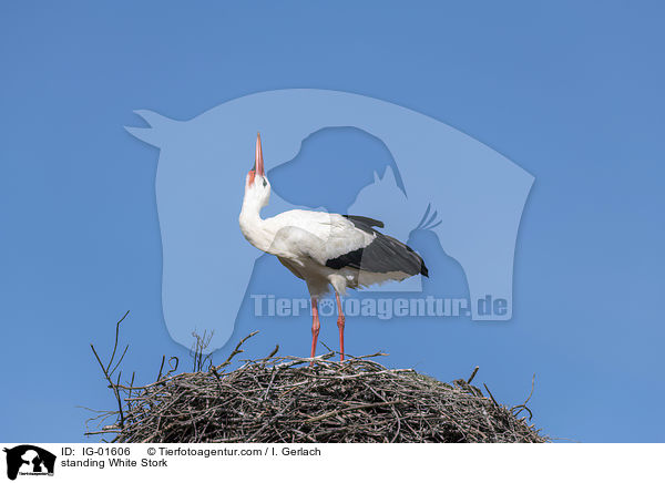stehender Weistorch / standing White Stork / IG-01606
