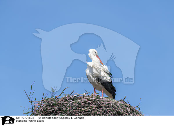 stehender Weistorch / standing White Stork / IG-01608