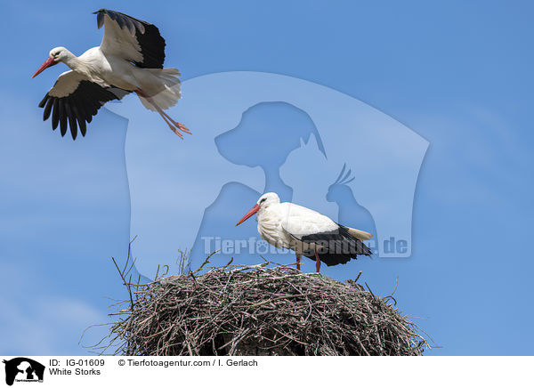 Weistrche / White Storks / IG-01609