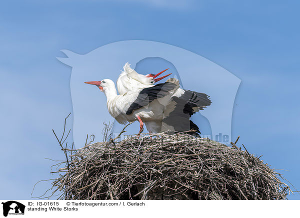 stehende Weistrche / standing White Storks / IG-01615