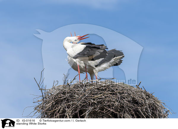 stehende Weistrche / standing White Storks / IG-01616