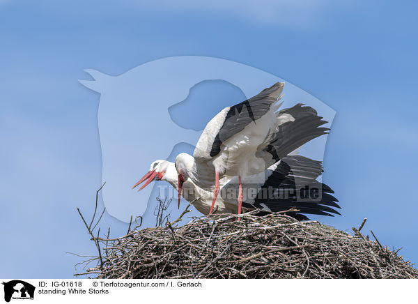 stehende Weistrche / standing White Storks / IG-01618