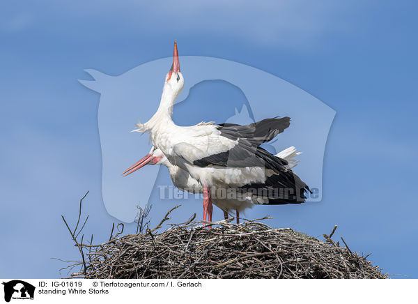 stehende Weistrche / standing White Storks / IG-01619