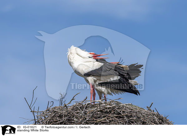 stehende Weistrche / standing White Storks / IG-01621
