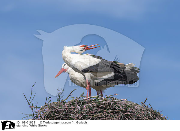 stehende Weistrche / standing White Storks / IG-01623
