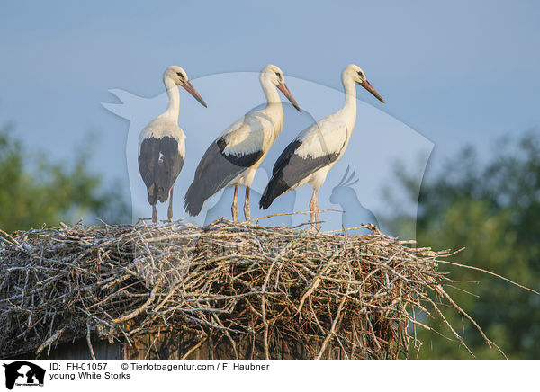 junge Weistrche / young White Storks / FH-01057