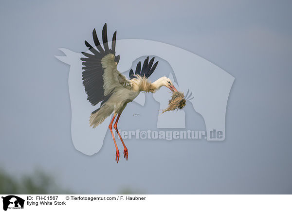 fliegender Weistorch / flying White Stork / FH-01567