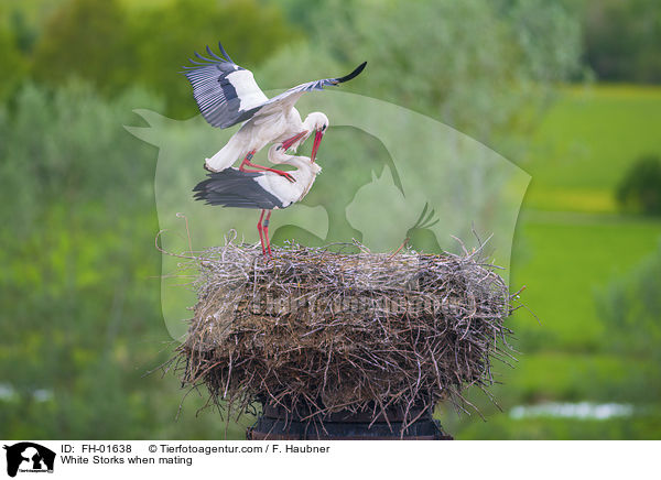 Weistrche bei der Paarung / White Storks when mating / FH-01638