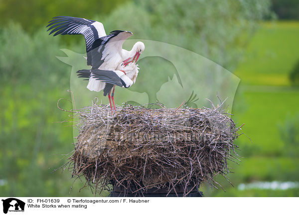 Weistrche bei der Paarung / White Storks when mating / FH-01639