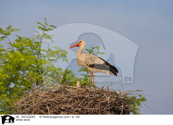 Weistorch / white stork / SO-03283