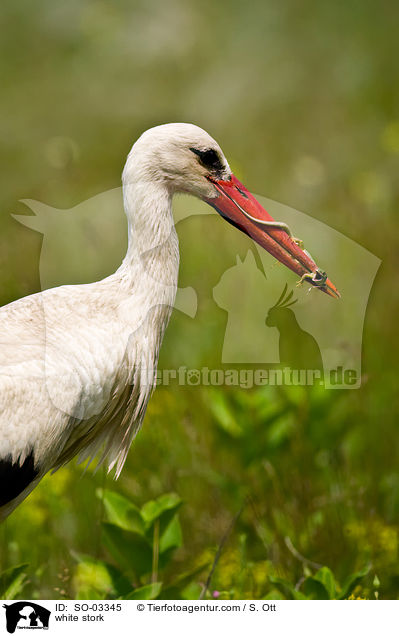 white stork / SO-03345