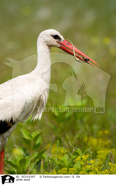 Weistorch / white stork / SO-03347