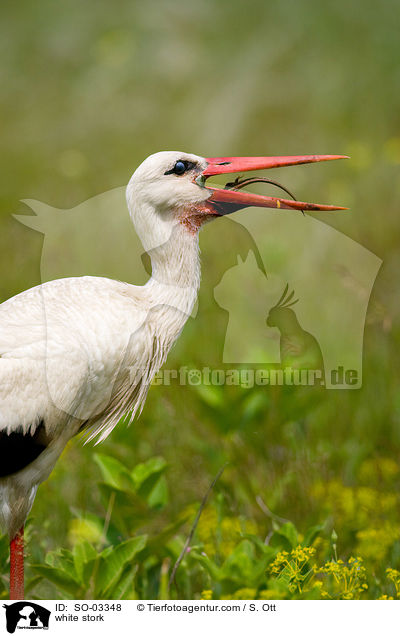 Weistorch / white stork / SO-03348