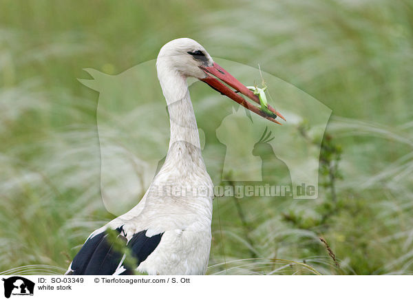 white stork / SO-03349