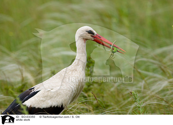 white stork / SO-03350