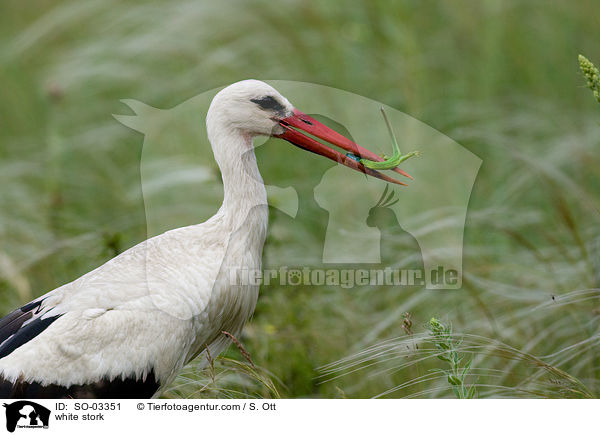 white stork / SO-03351
