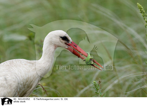 white stork / SO-03352