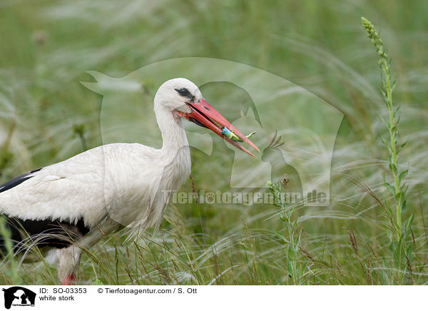 white stork / SO-03353