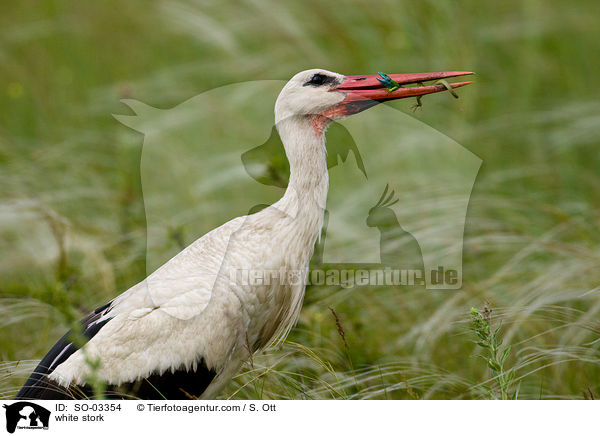 white stork / SO-03354