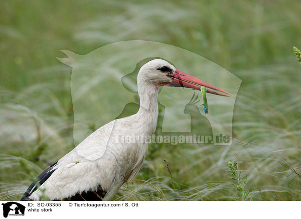 white stork / SO-03355