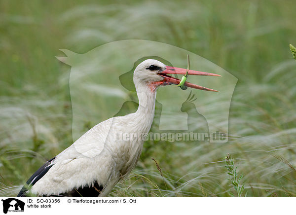 white stork / SO-03356