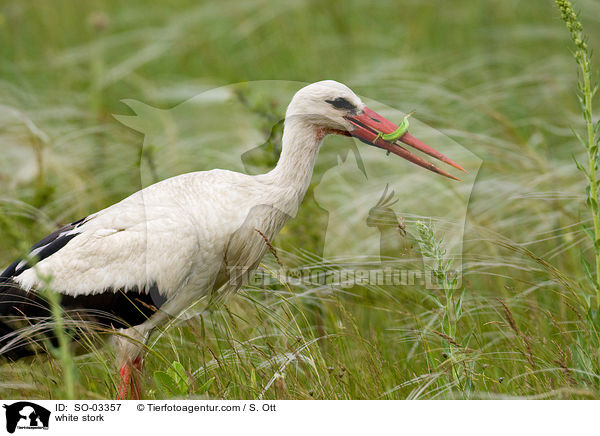 white stork / SO-03357