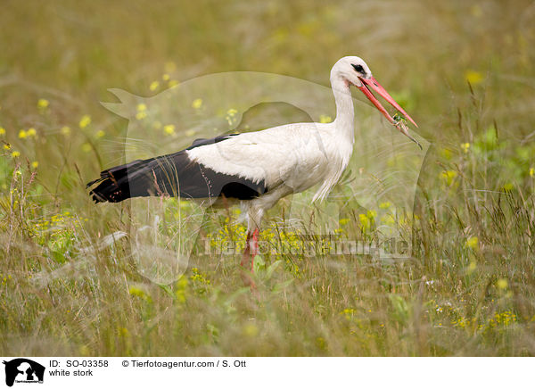 white stork / SO-03358