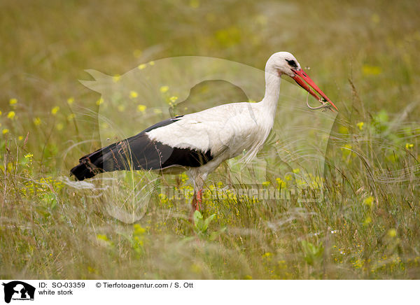white stork / SO-03359