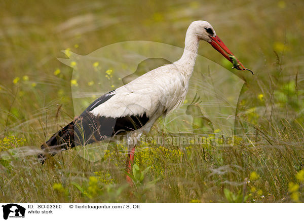 white stork / SO-03360